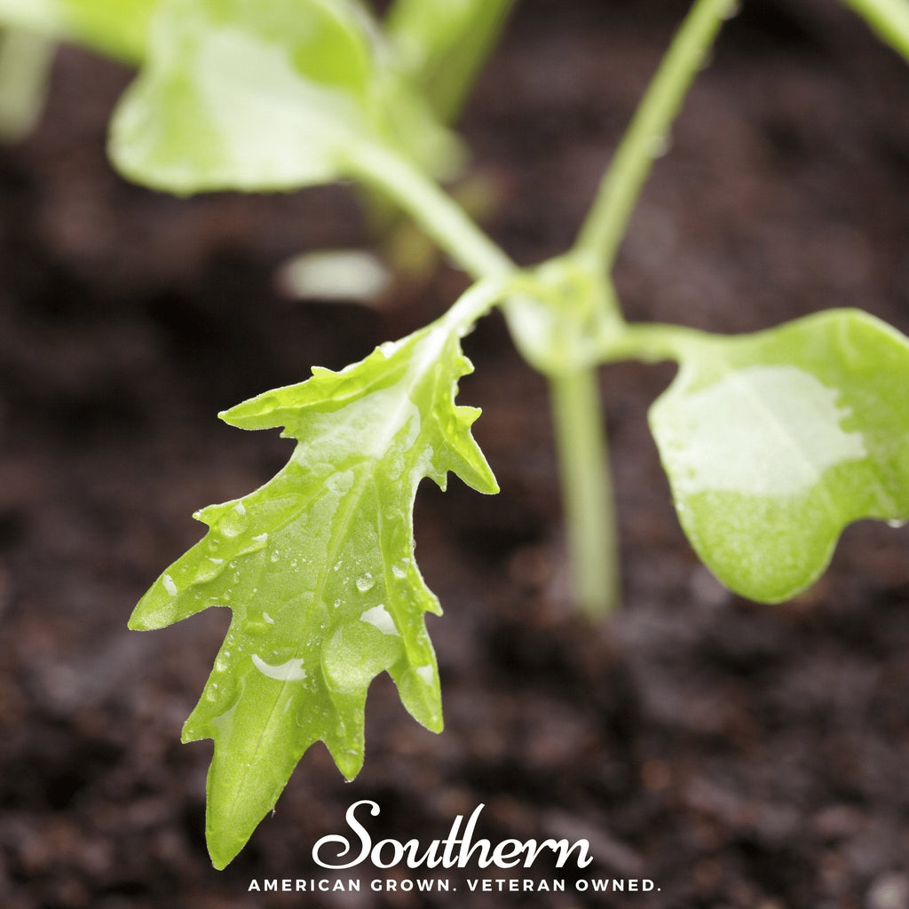 Mizuna Early Mustard – 100 Seeds