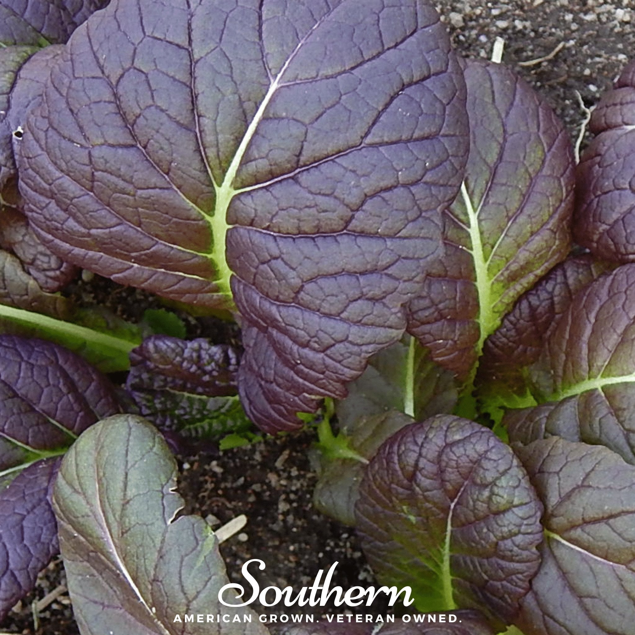Osaka Purple Mustard – 100 Seeds