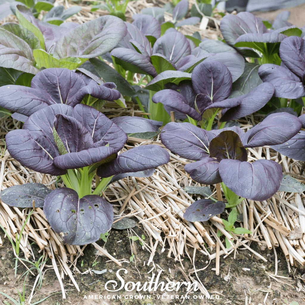 Osaka Purple Mustard – 100 Seeds