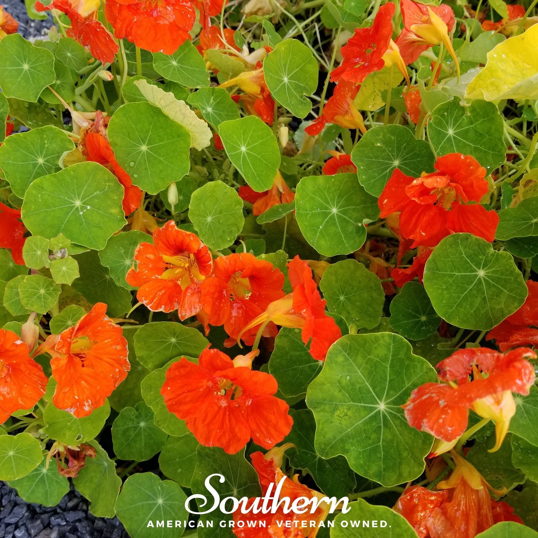Empress of India Nasturtium – 25 Seeds