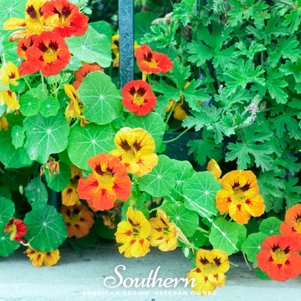 Jewel Nasturtium Mix – 25 Seeds