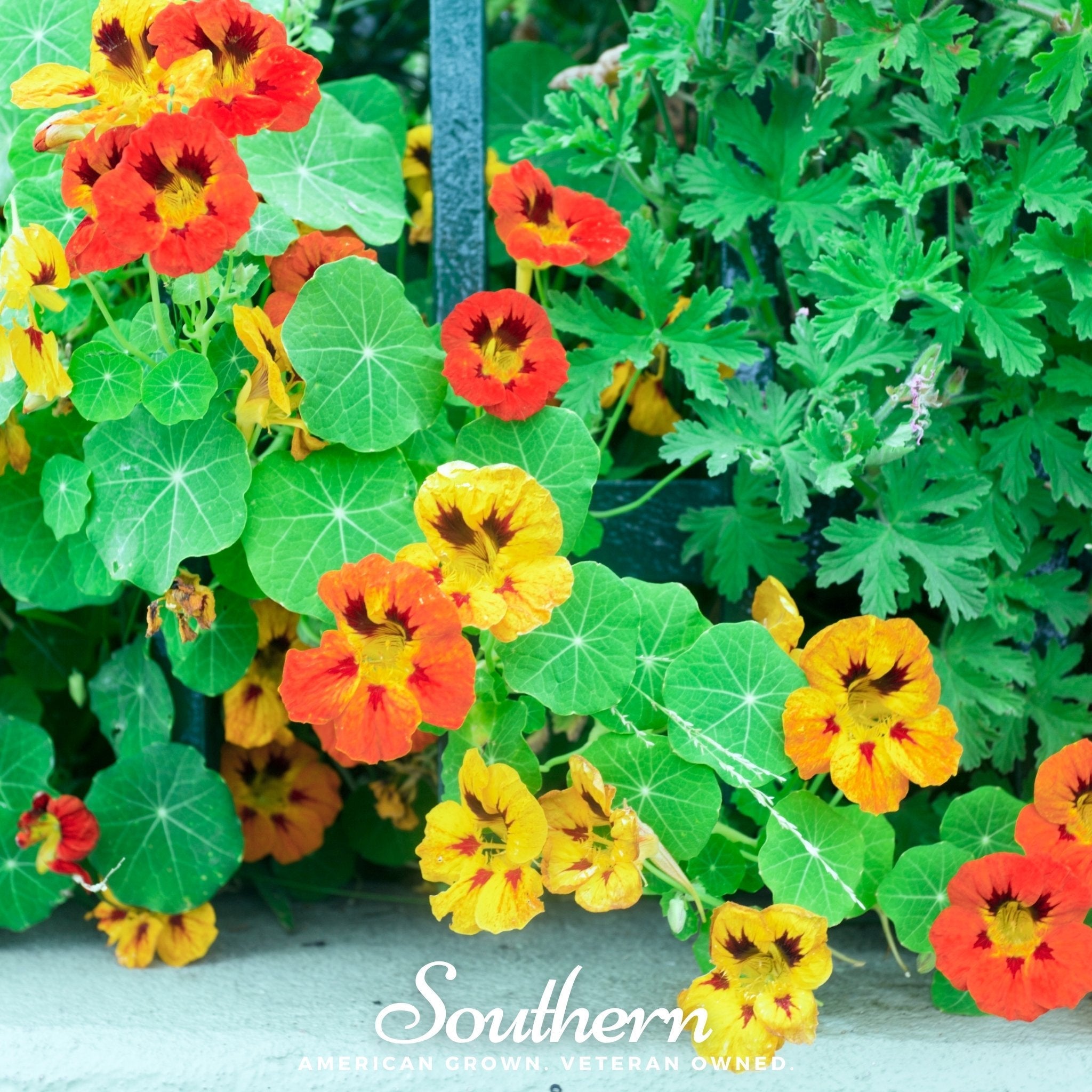 Jewel Nasturtium Mix – 25 Seeds