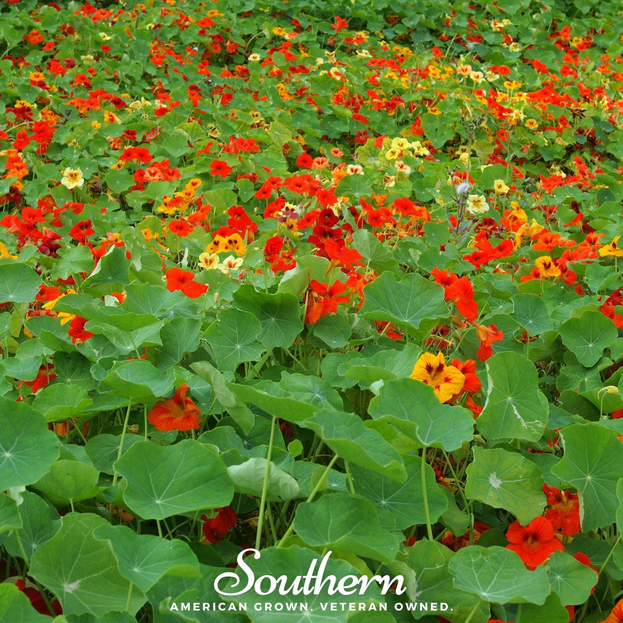 Jewel Nasturtium Mix – 25 Seeds