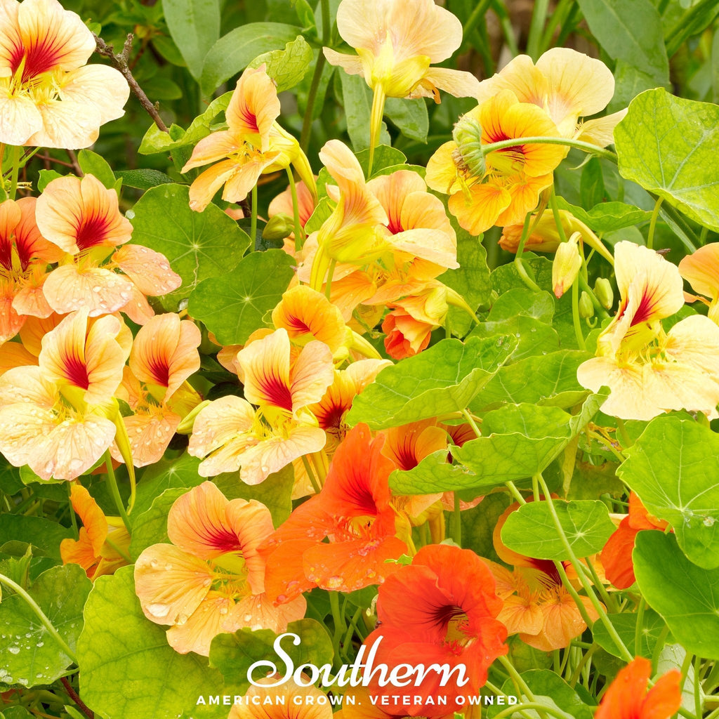 Jewel Nasturtium Mix – 25 Seeds