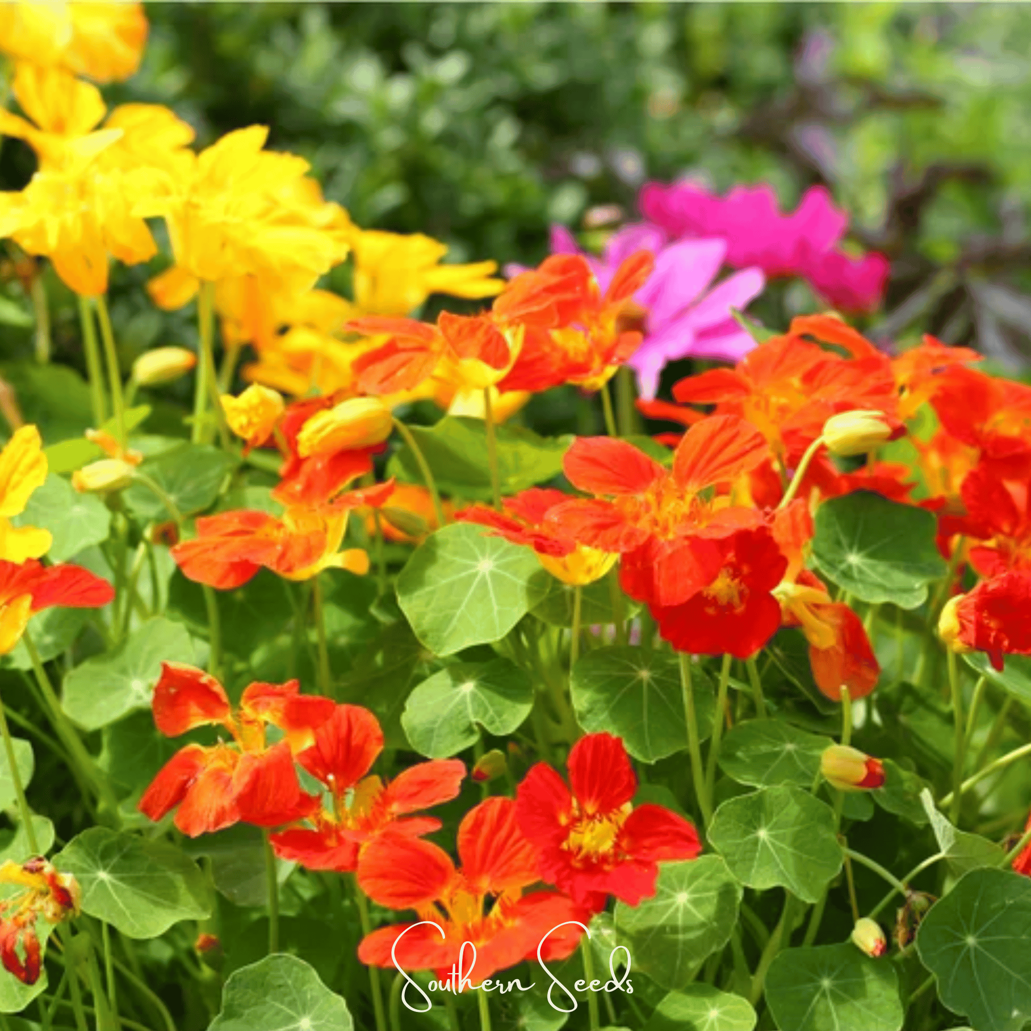 Tom Thumb Dwarf Nasturtium – 25 Seeds