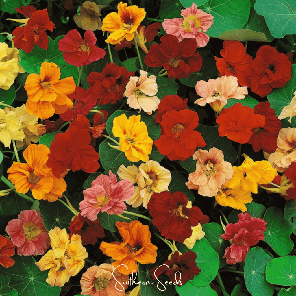 Tom Thumb Dwarf Nasturtium – 25 Seeds