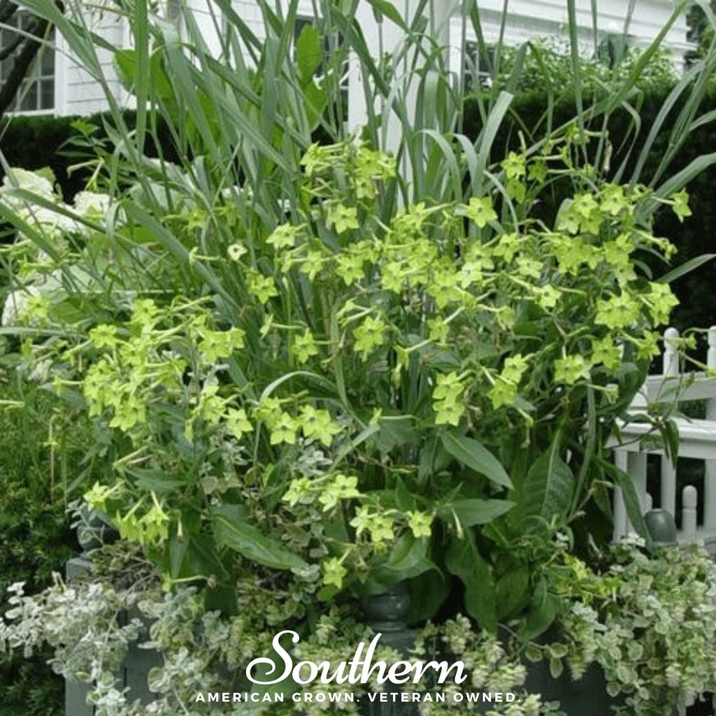 Lime Green Nicotiana – 100 Seeds