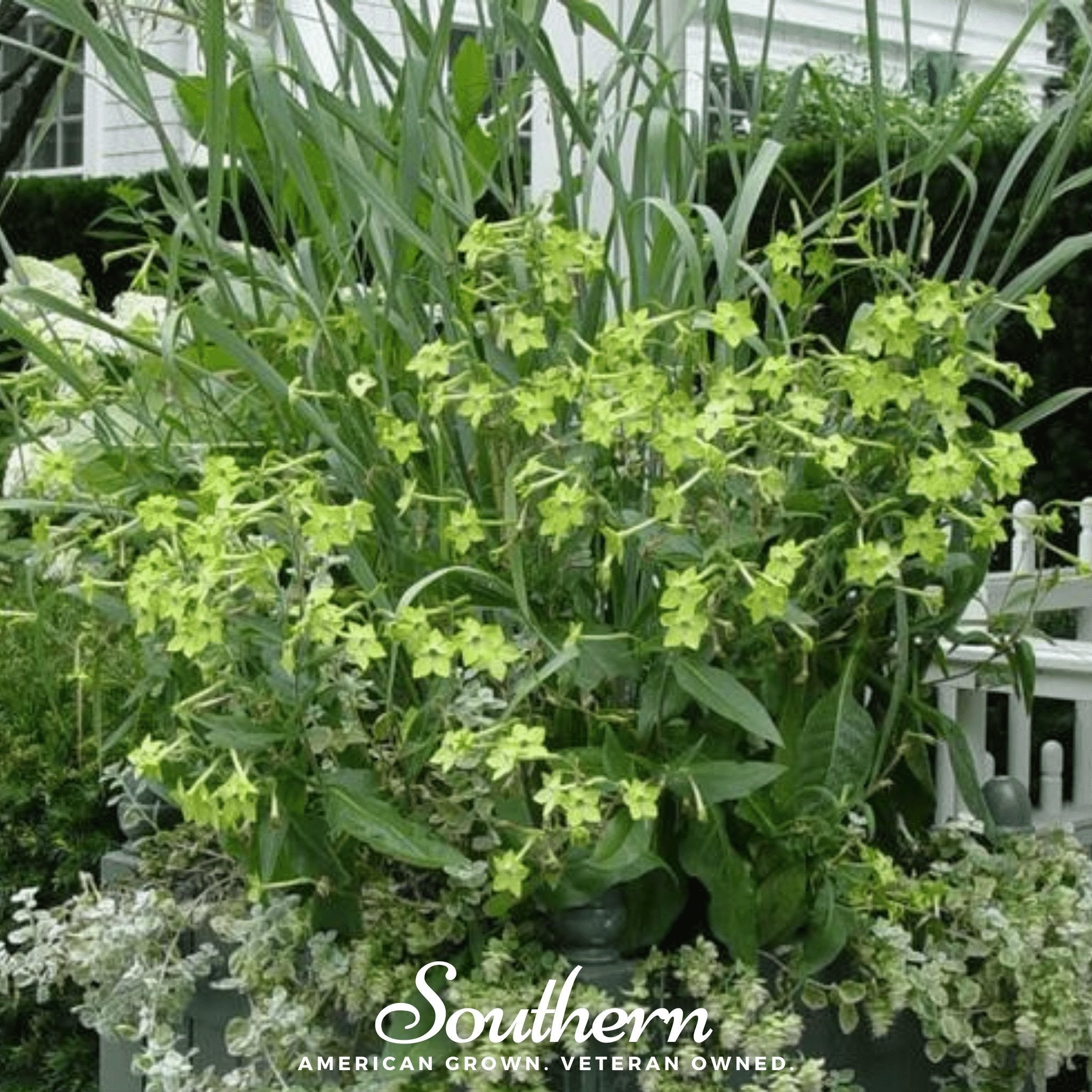 Lime Green Nicotiana – 100 Seeds