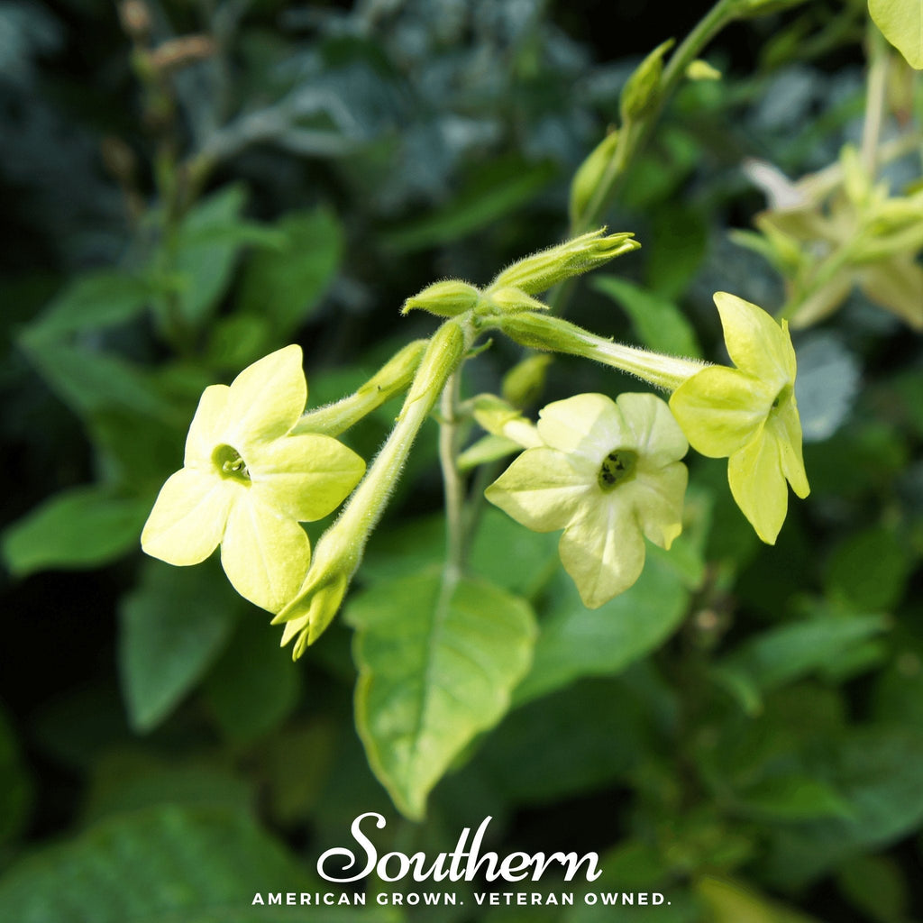 Lime Green Nicotiana – 100 Seeds