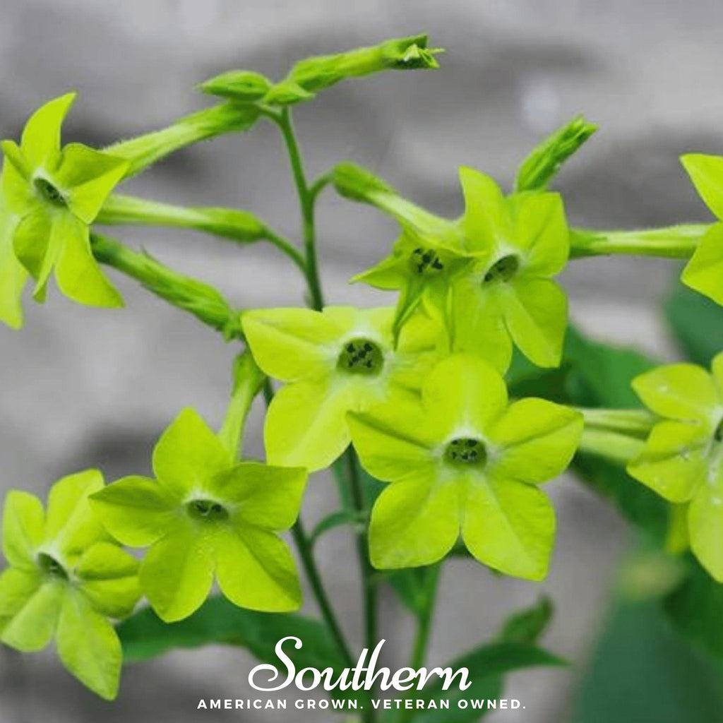 Lime Green Nicotiana – 100 Seeds