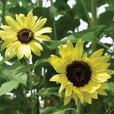 Lemon Yellow Sunflower Seeds – Soft Pastel Blooms for Gardens & Bouquets