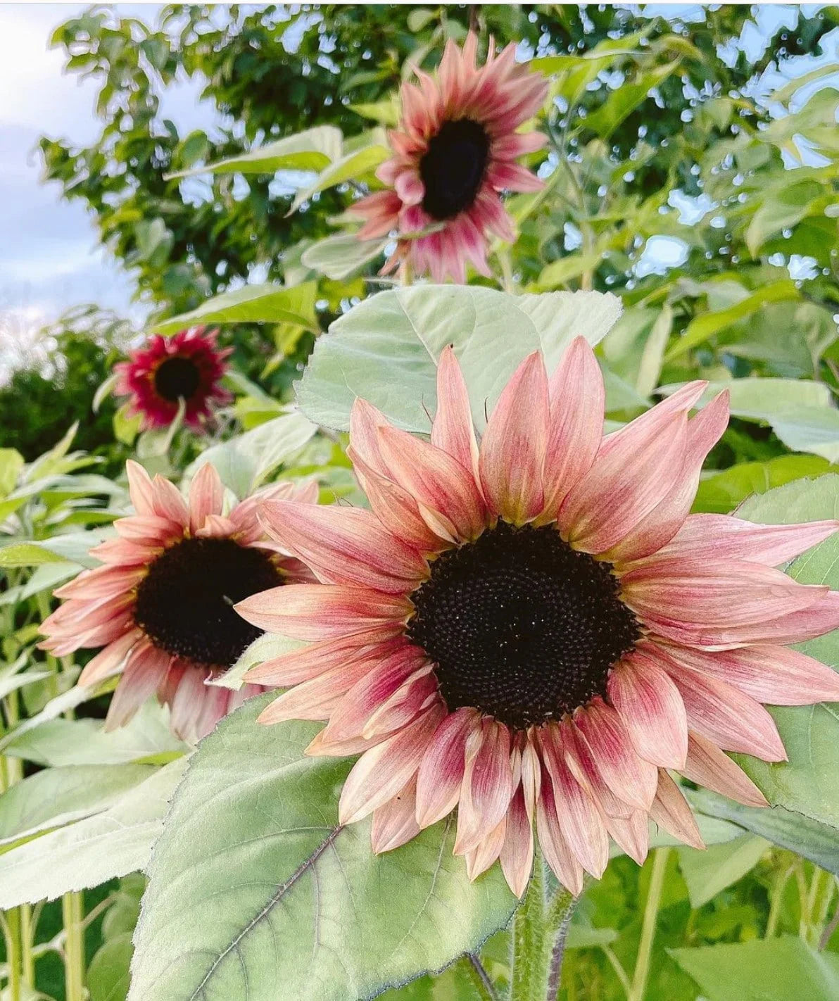 Pink Sunflower Seeds – Unique Soft Pink Blooms for Gardens & Cut Flowers