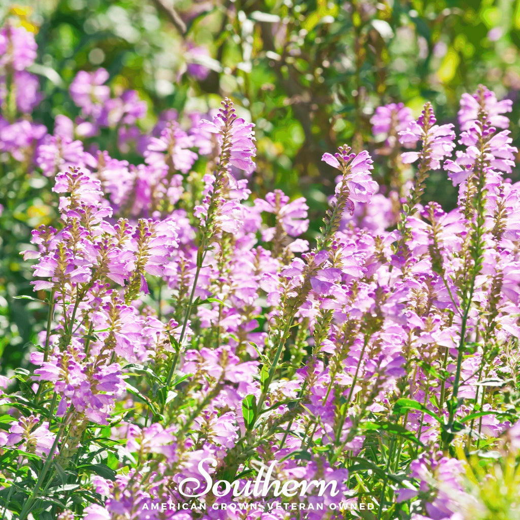 Obedient Plant – 25 Seeds