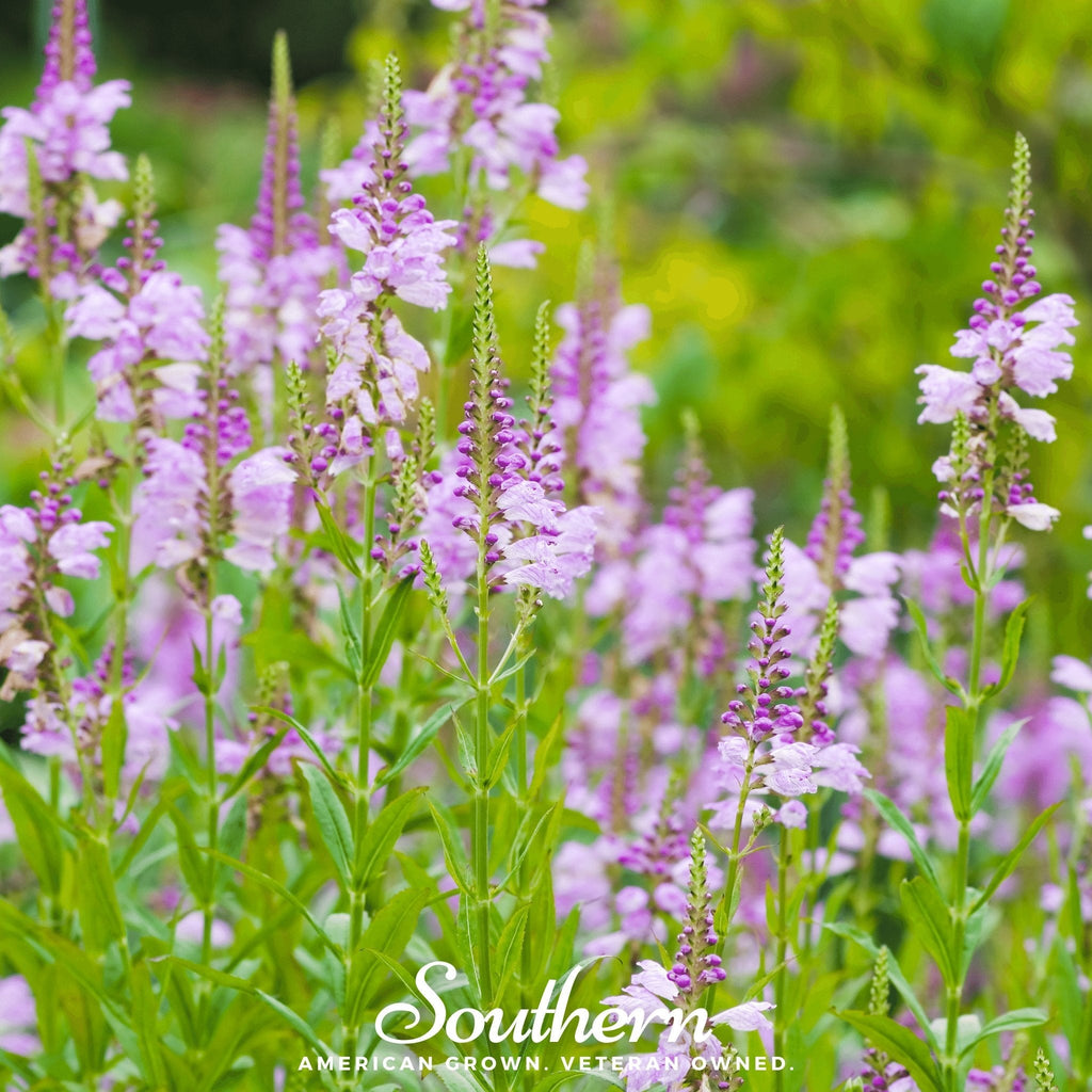 Obedient Plant – 25 Seeds
