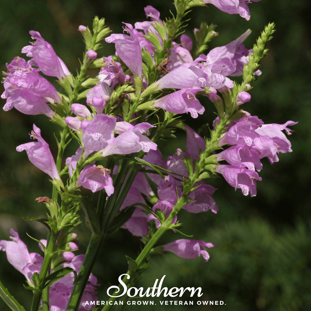 Obedient Plant – 25 Seeds