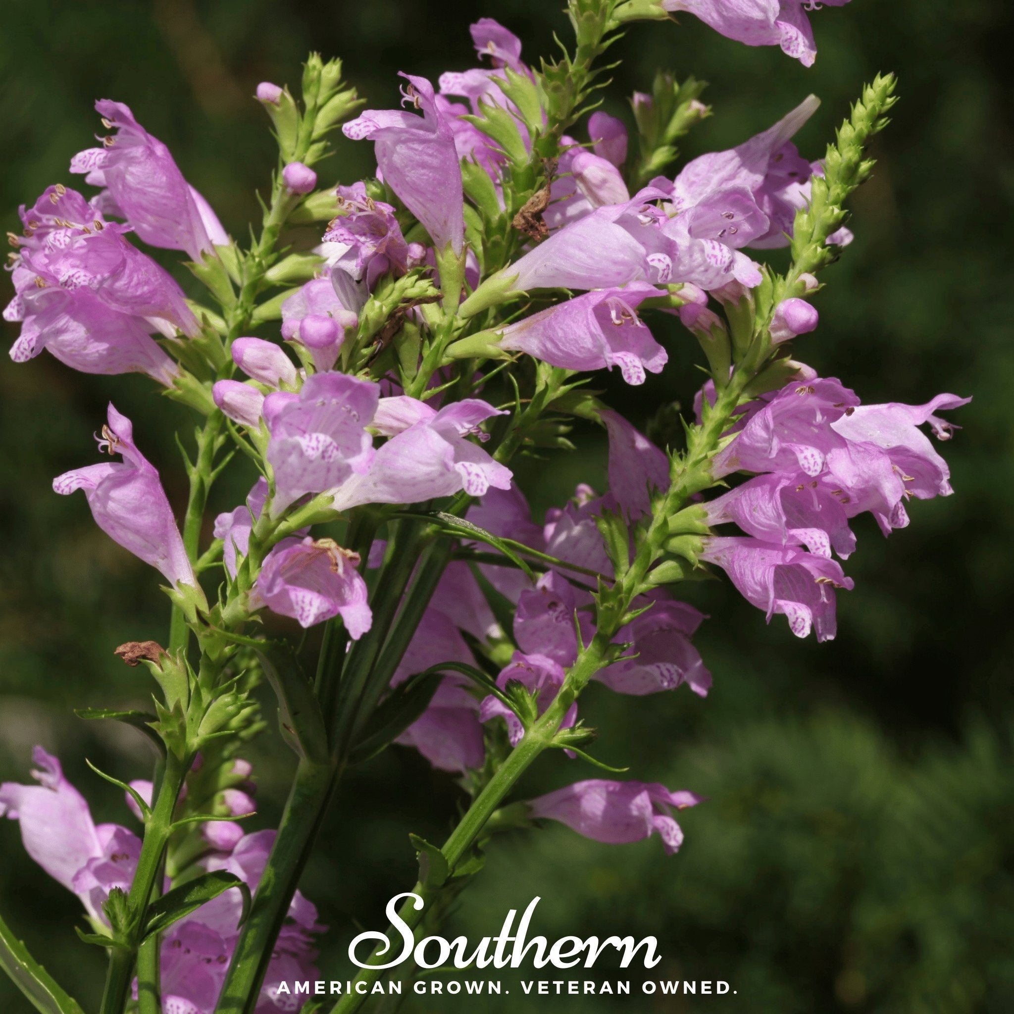 Obedient Plant – 25 Seeds
