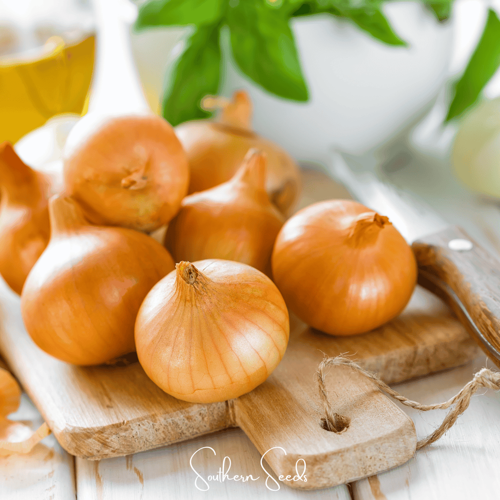 Texas Grano Early Onion – 200 Seeds