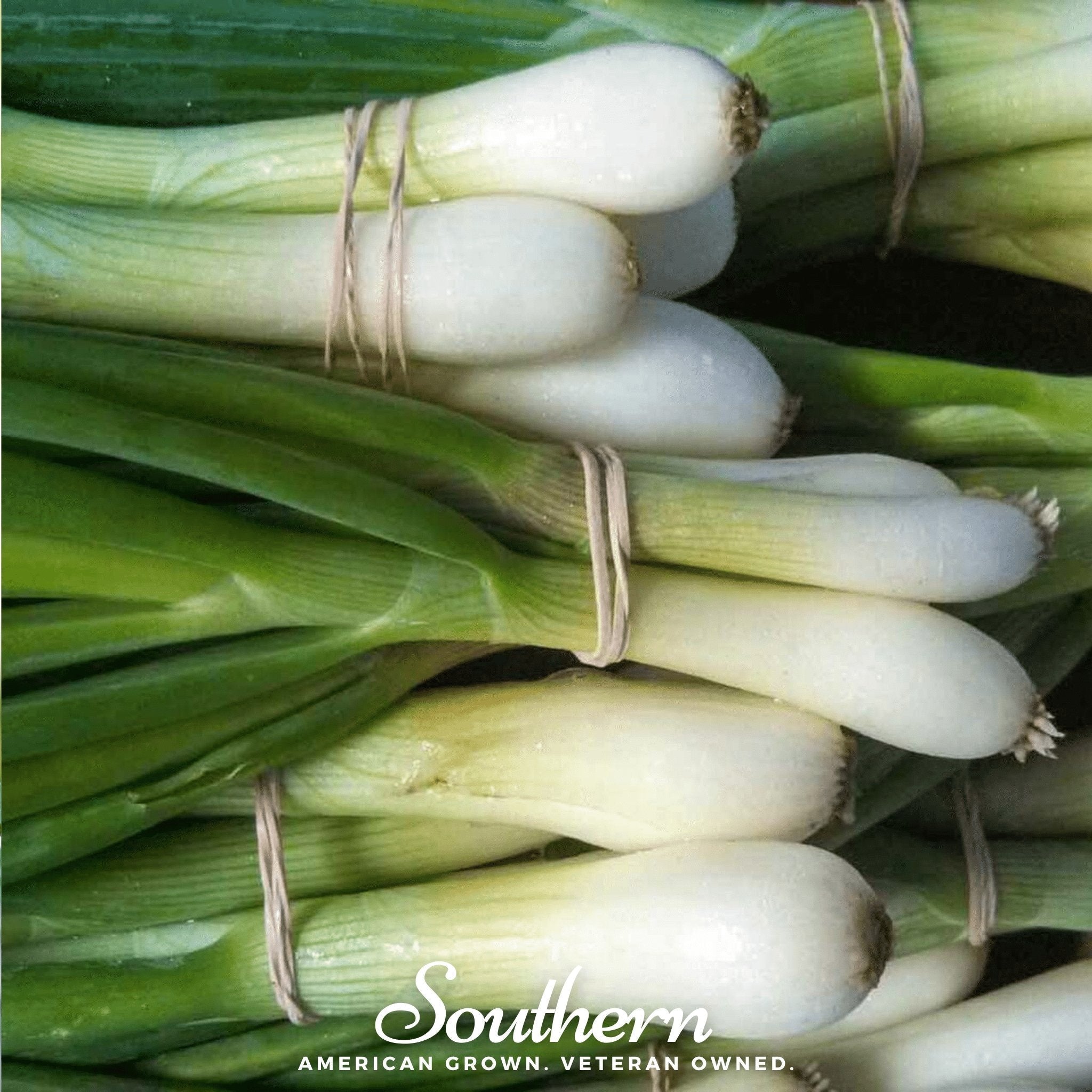 Tokyo Long White Onion – 200 Seeds