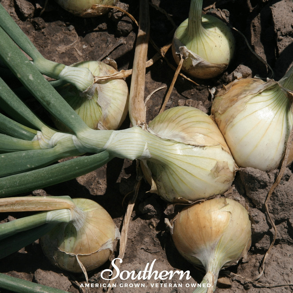Walla Walla Onion – 200 Seeds