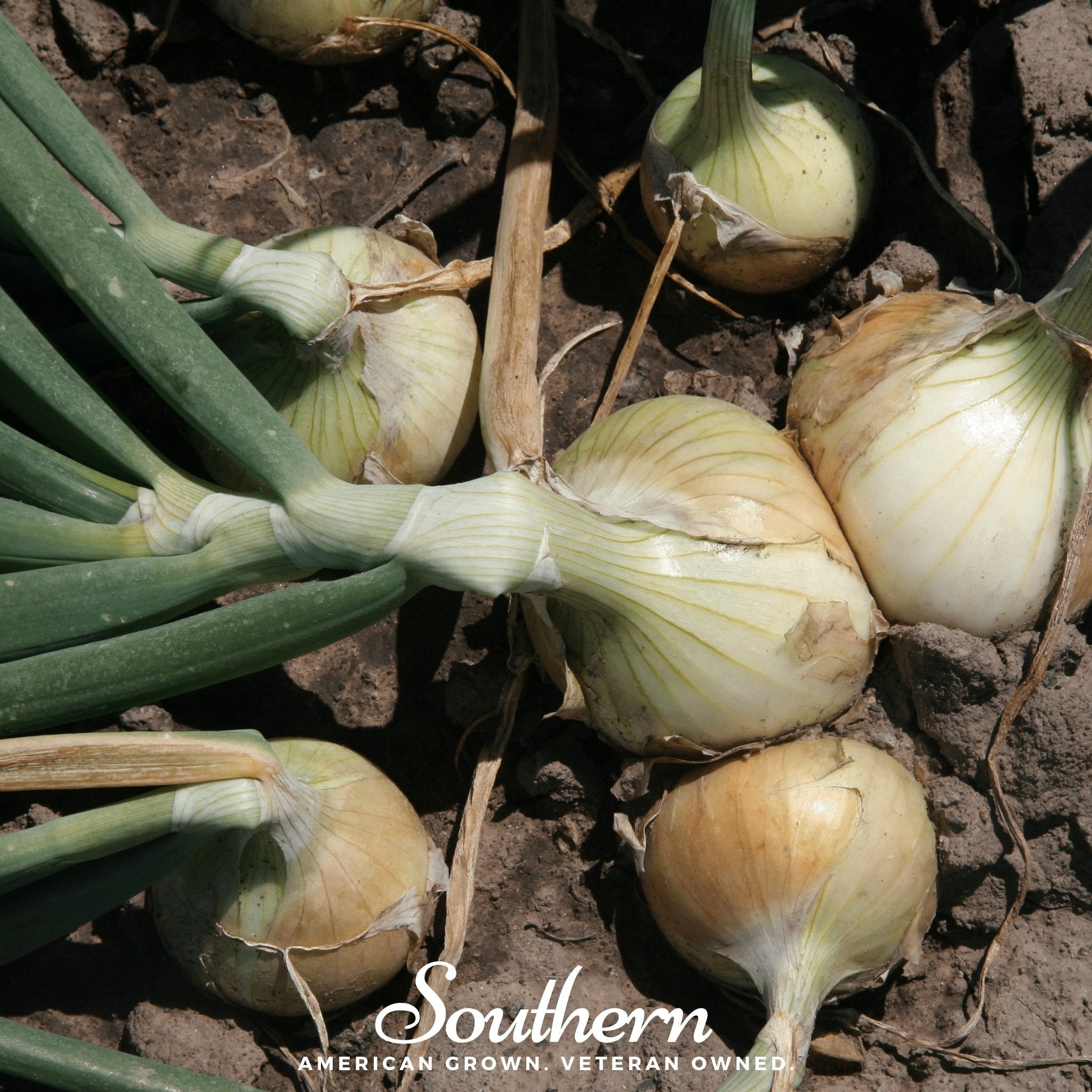 Walla Walla Onion – 200 Seeds