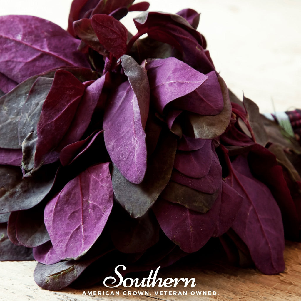 Red Plume Orach – 25 Seeds