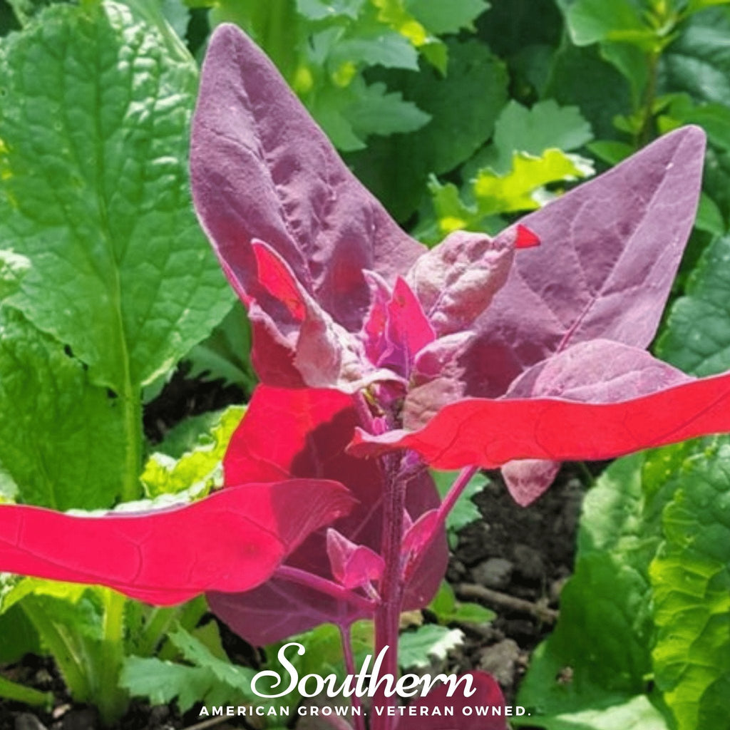 Ruby Red Orach – 25 Seeds