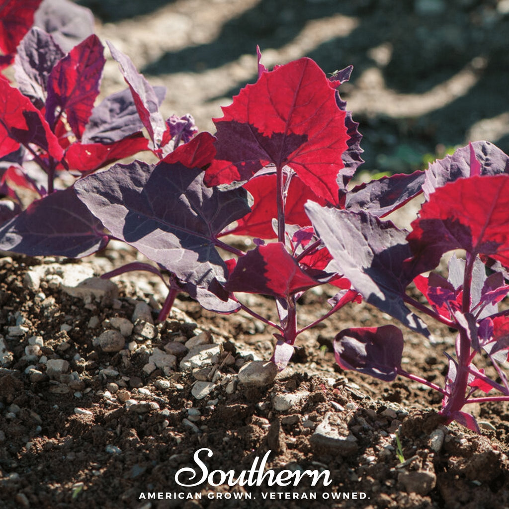Ruby Red Orach – 25 Seeds
