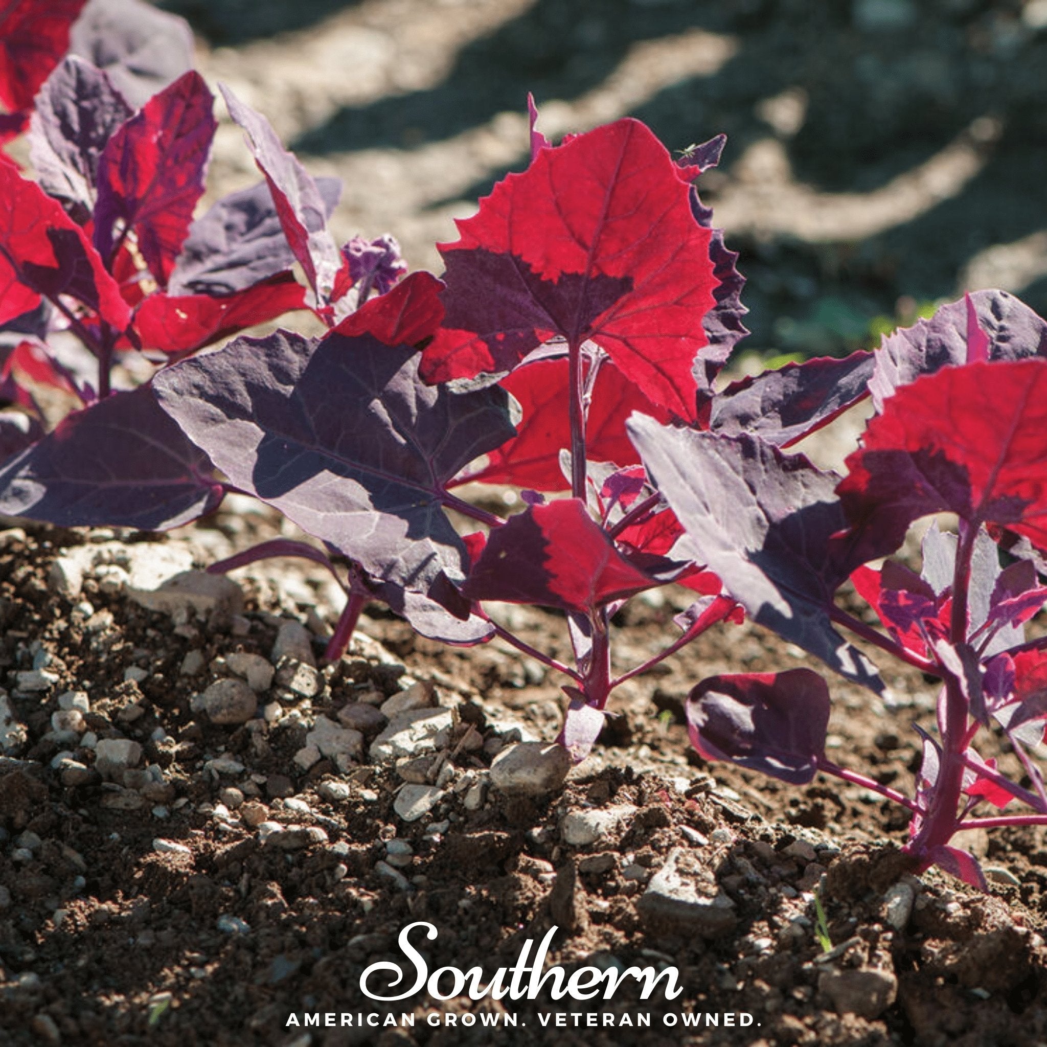 Ruby Red Orach – 25 Seeds