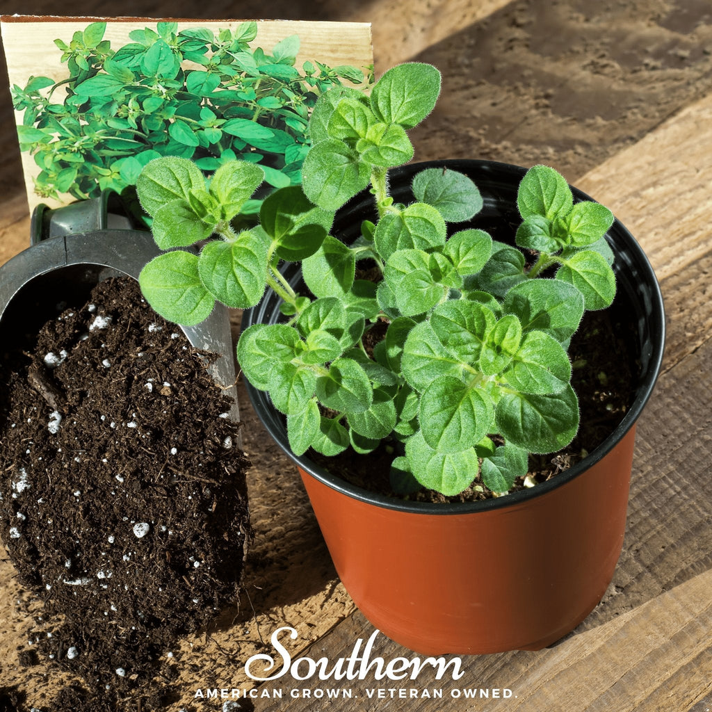 Greek Oregano – 500 Seeds