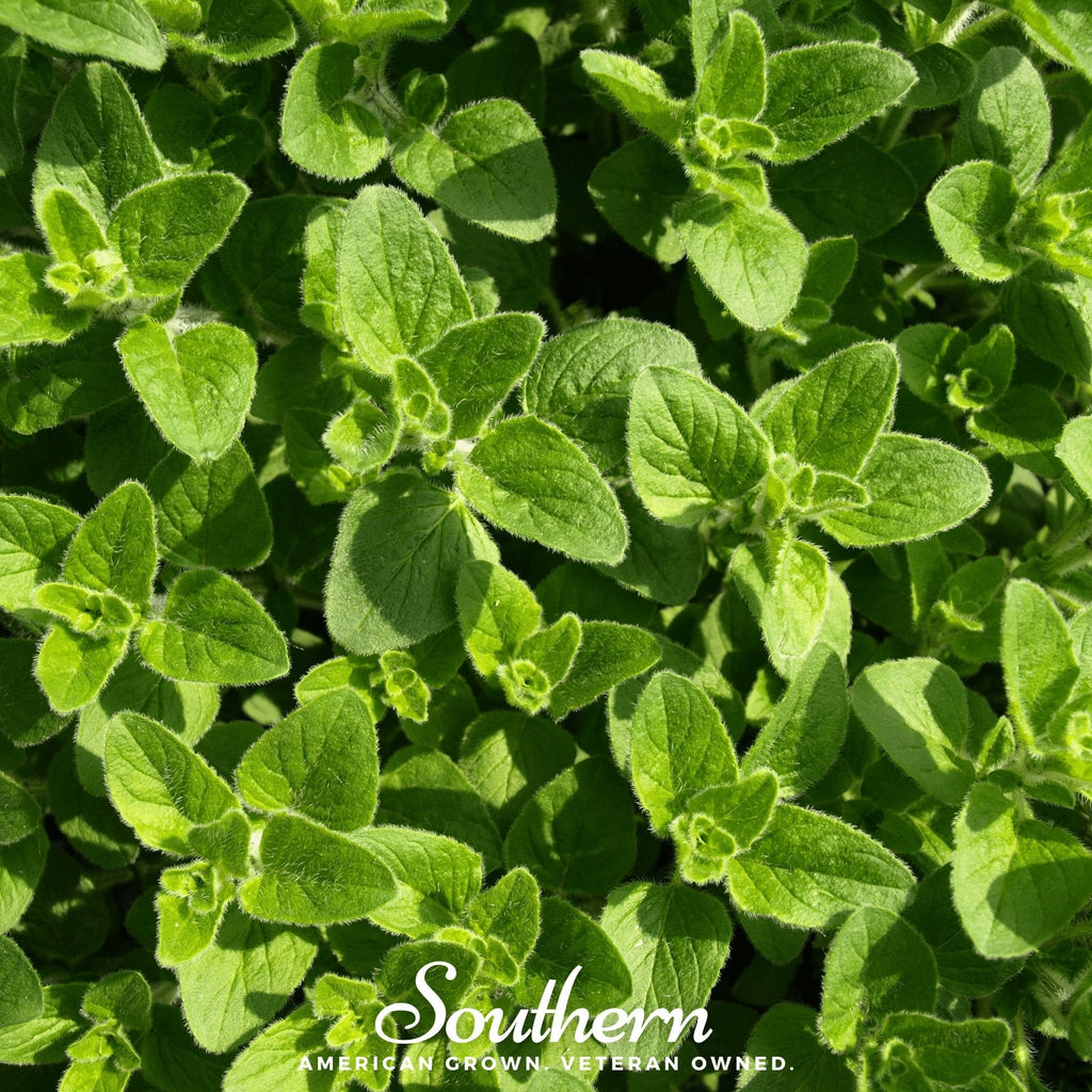 Greek Oregano – 500 Seeds