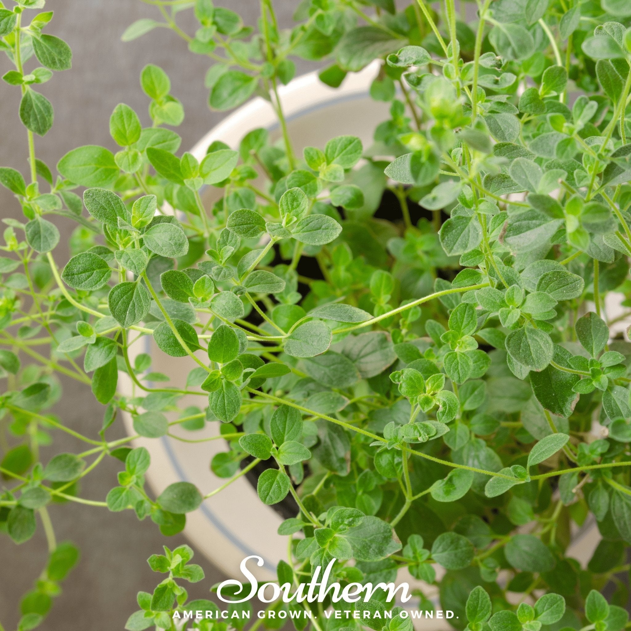 Italian Oregano – 200 Seeds