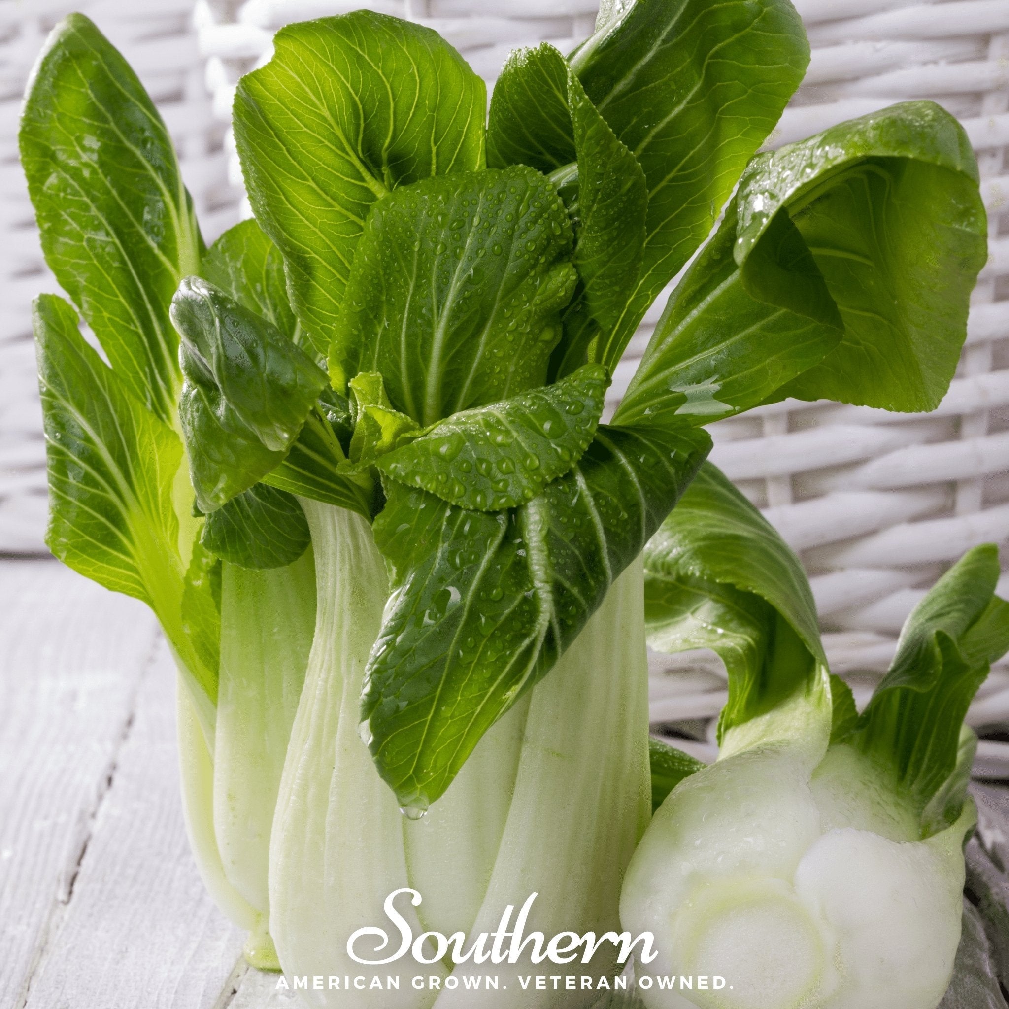 Canton Pak Choi – 100 Seeds