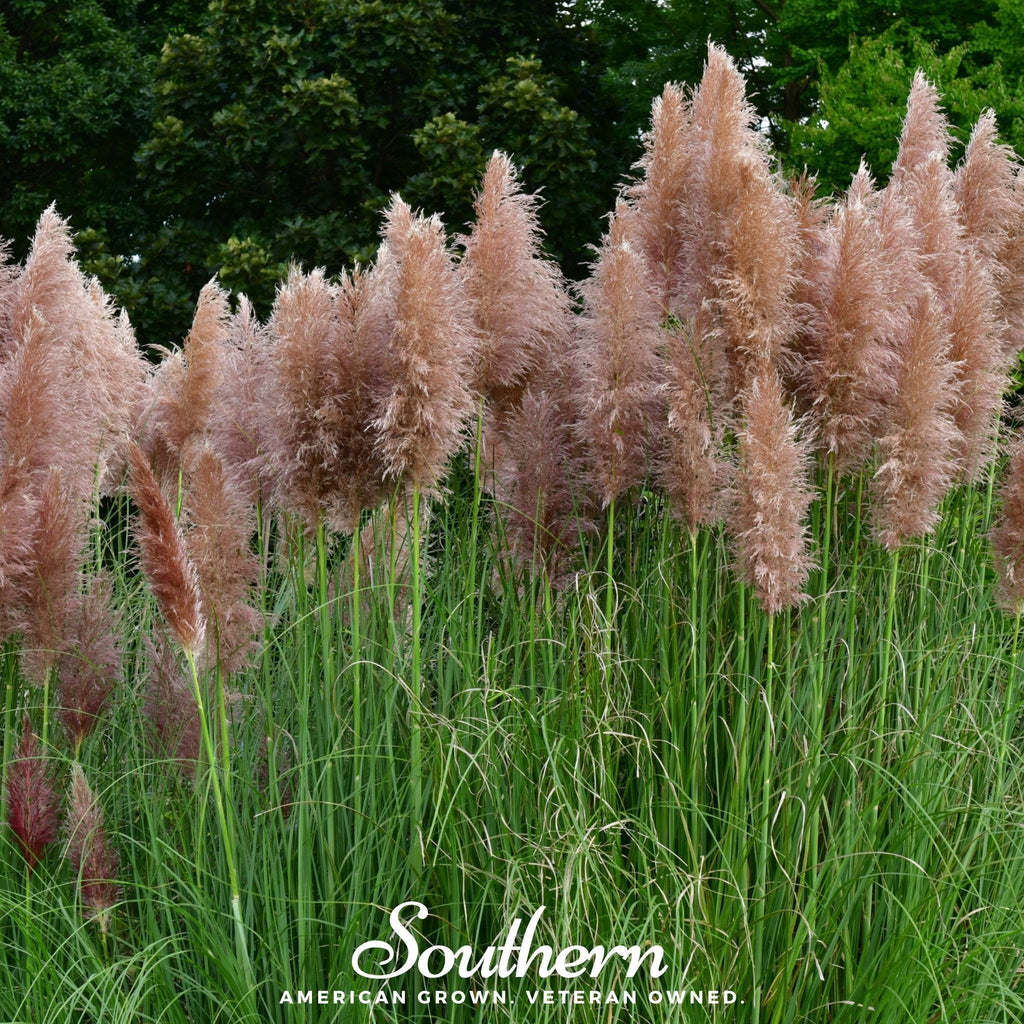 Pink Pampas Grass – 100 Seeds