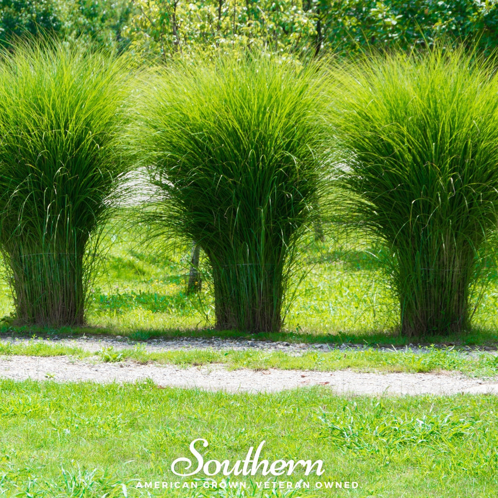 White Pampas Grass – 100 Seeds