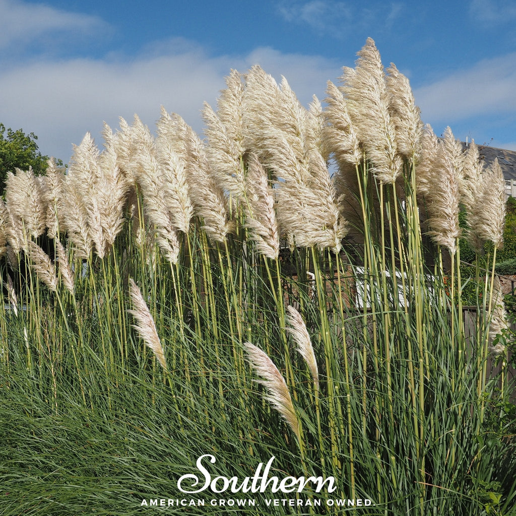White Pampas Grass – 100 Seeds