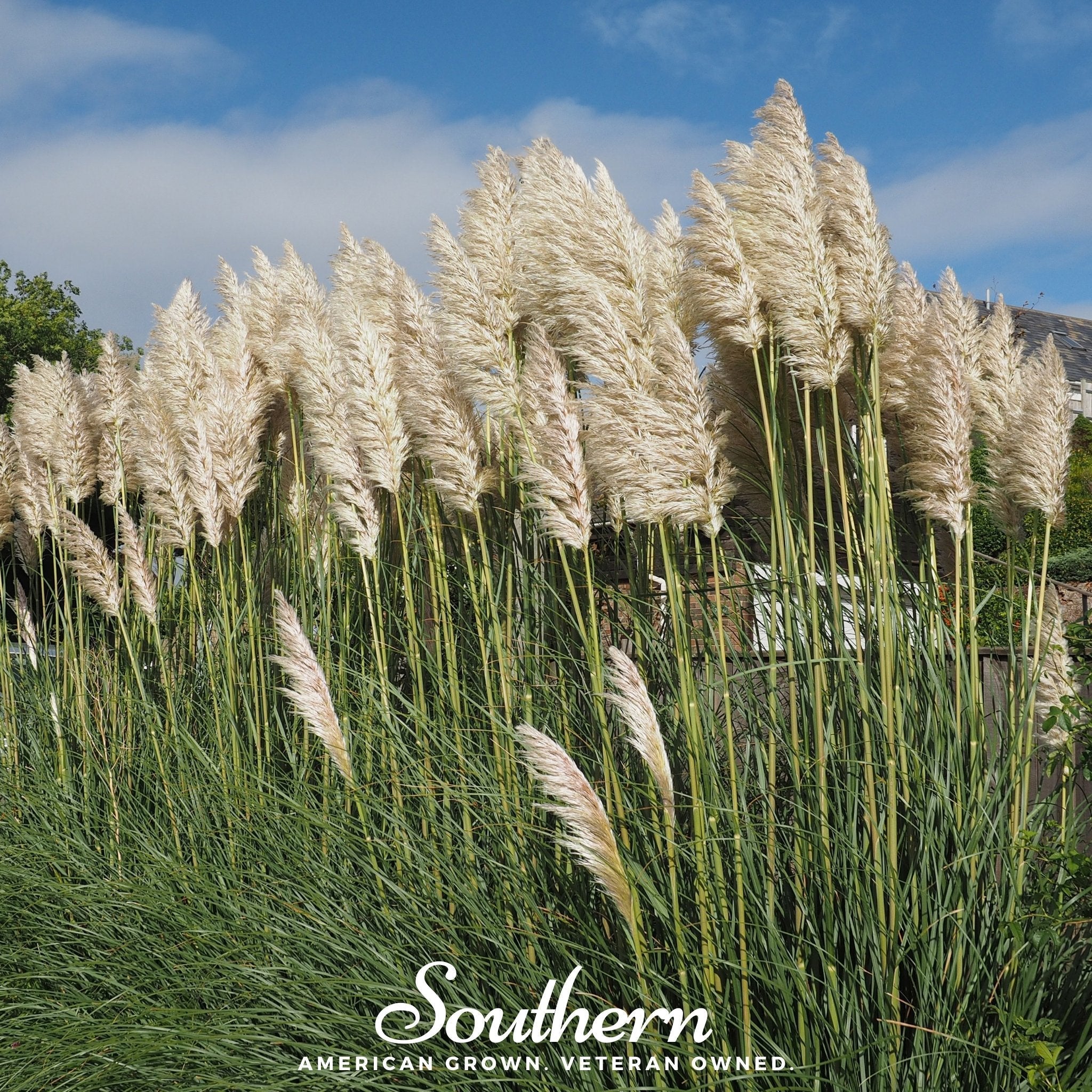 White Pampas Grass – 100 Seeds