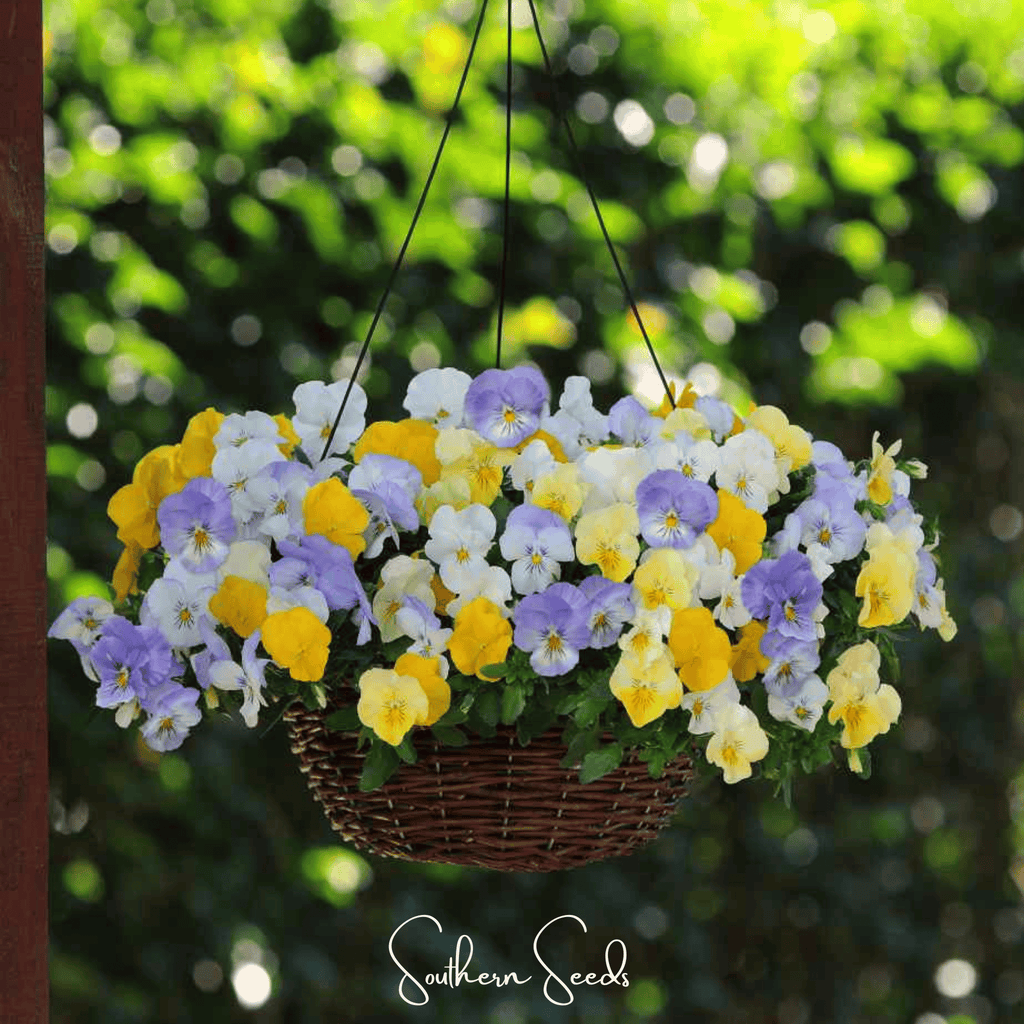 Pastel Pansy Mix – 100 Seeds