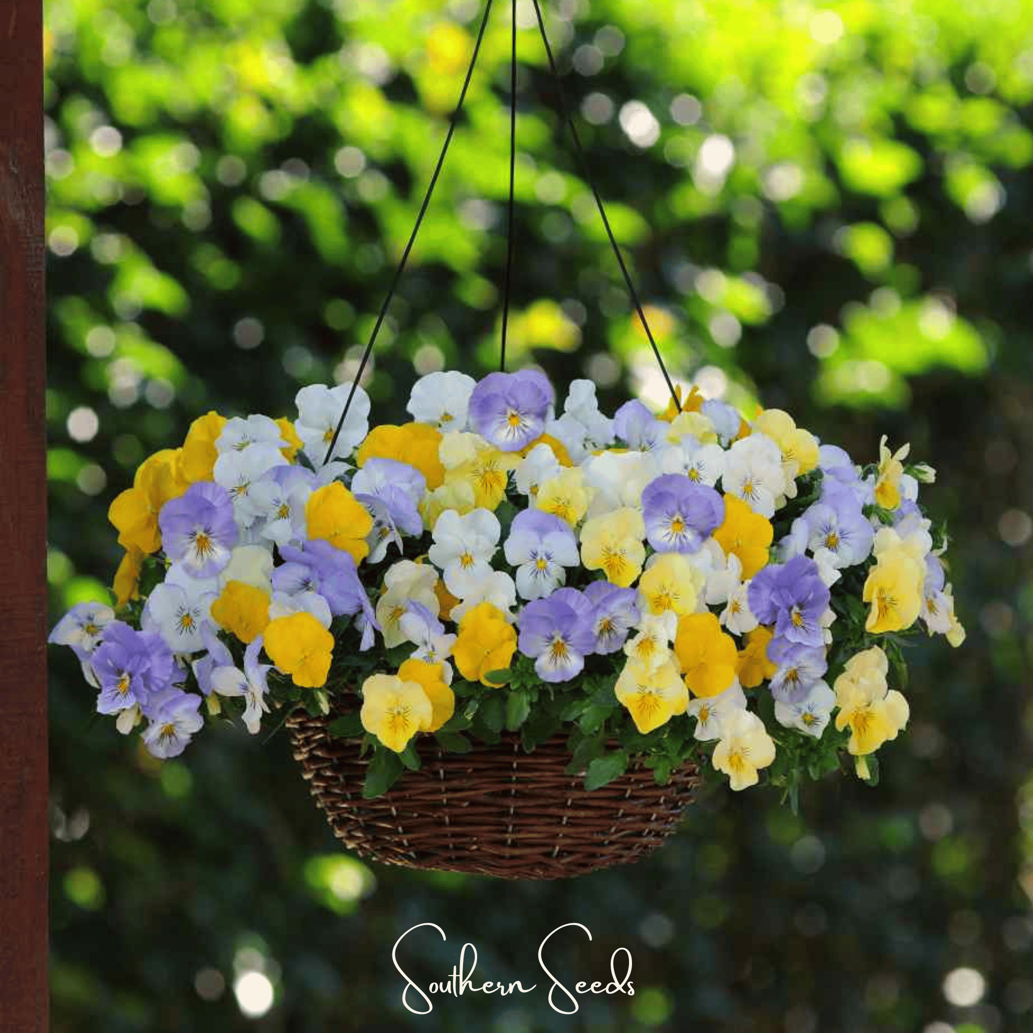 Pastel Pansy Mix – 100 Seeds