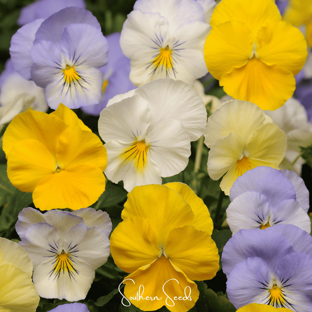 Pastel Pansy Mix – 100 Seeds