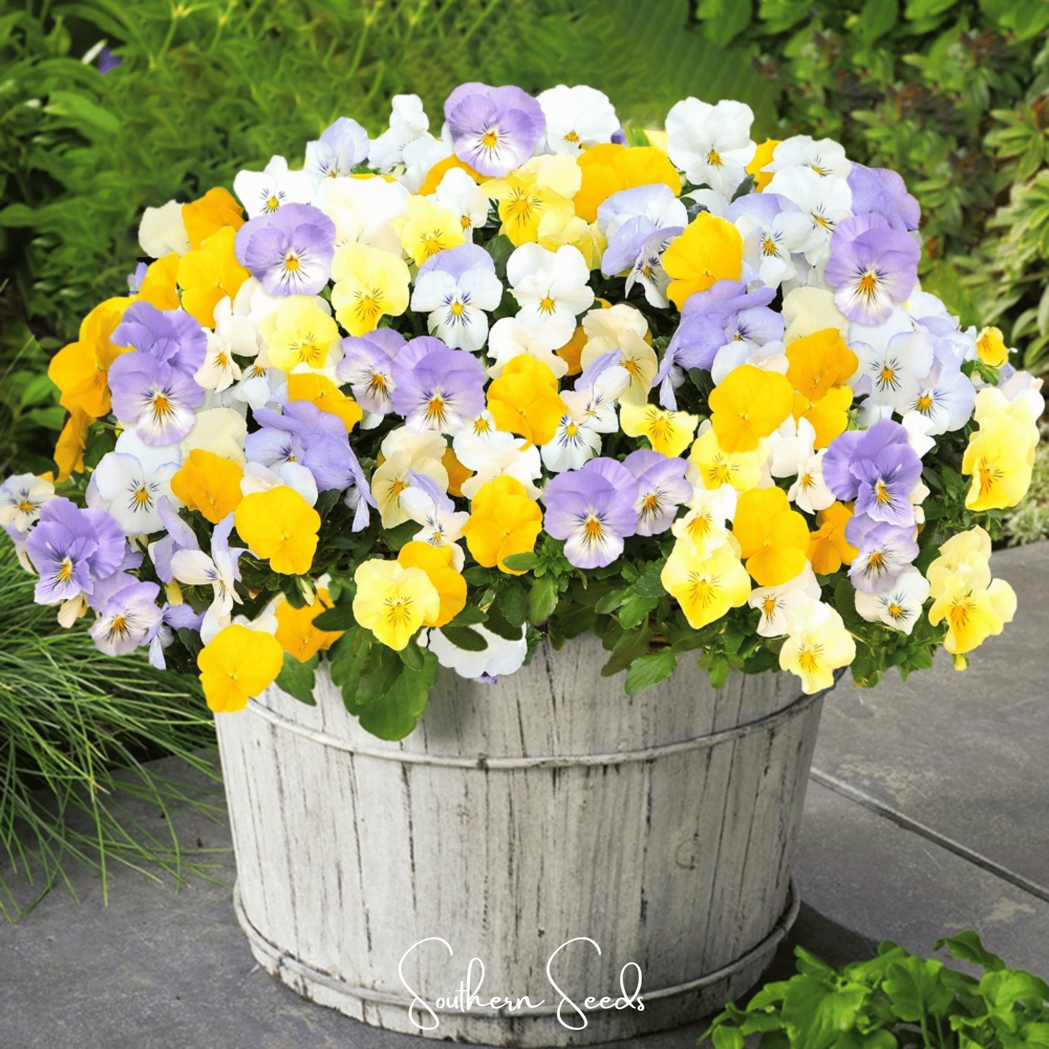 Pastel Pansy Mix – 100 Seeds