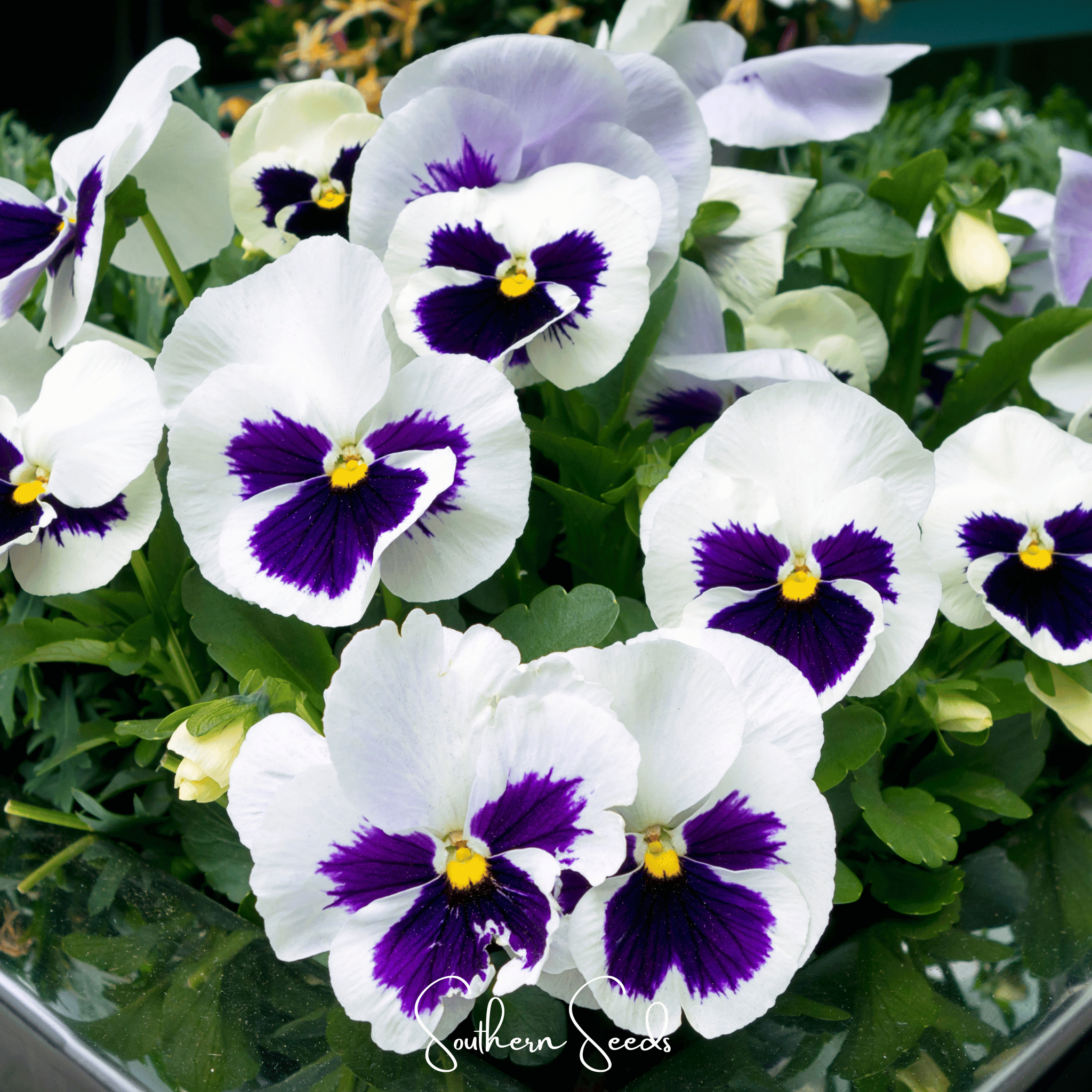 Swiss Giant Silverbride Pansy – 50 Seeds
