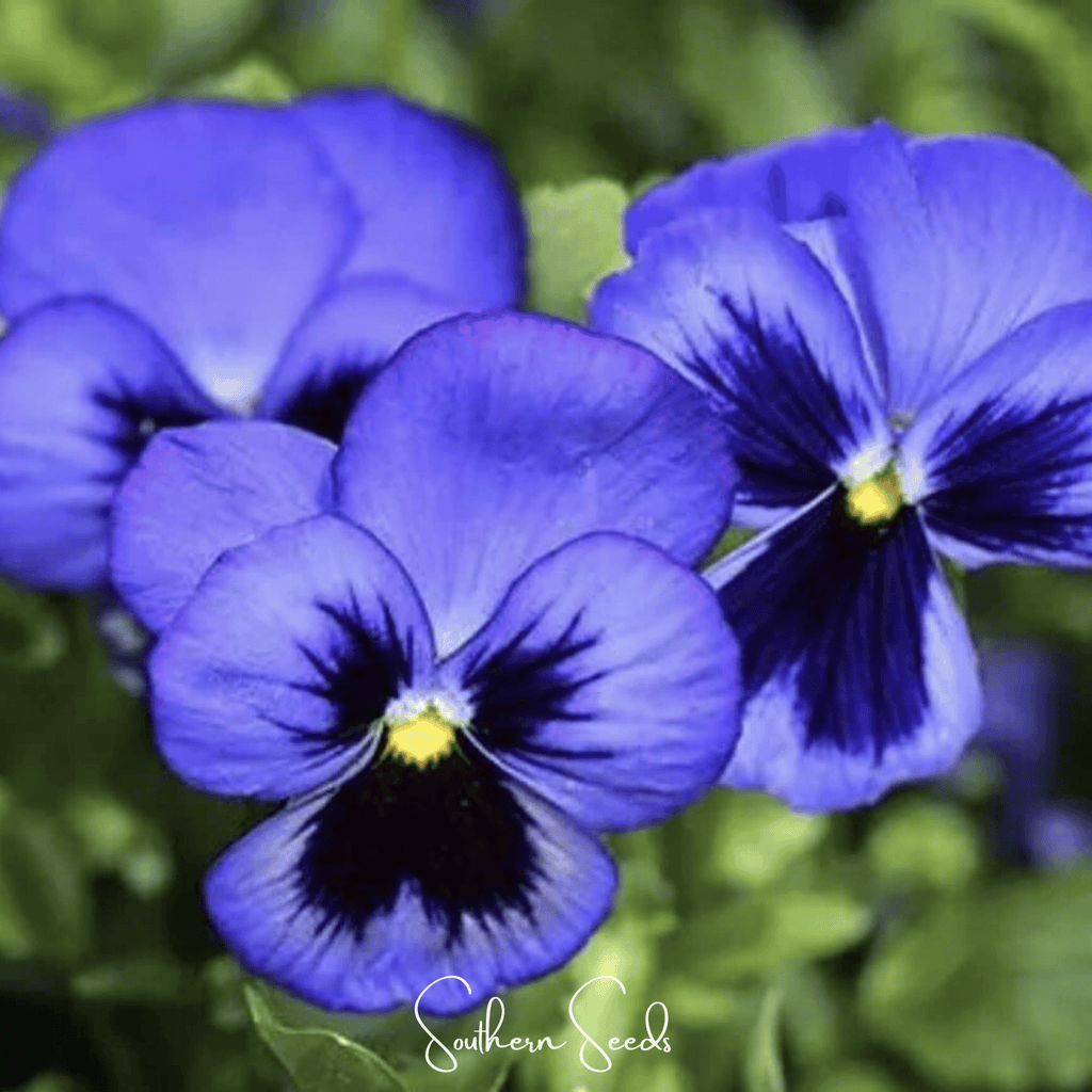 Swiss Giant Ullswater Pansy – 50 Seeds
