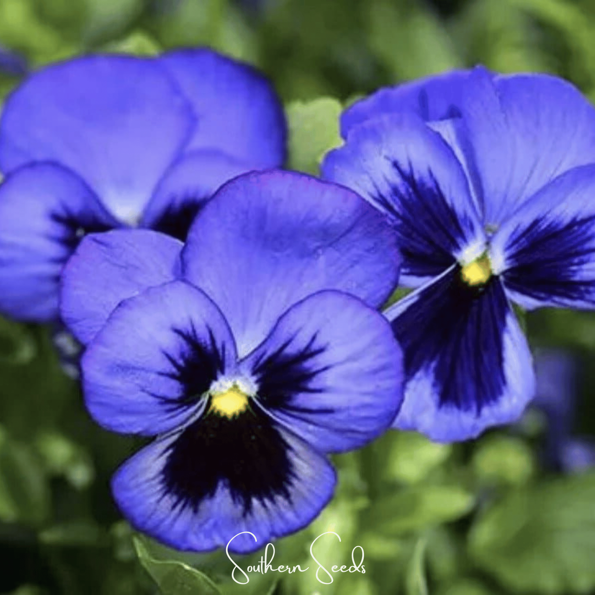 Swiss Giant Ullswater Pansy – 50 Seeds