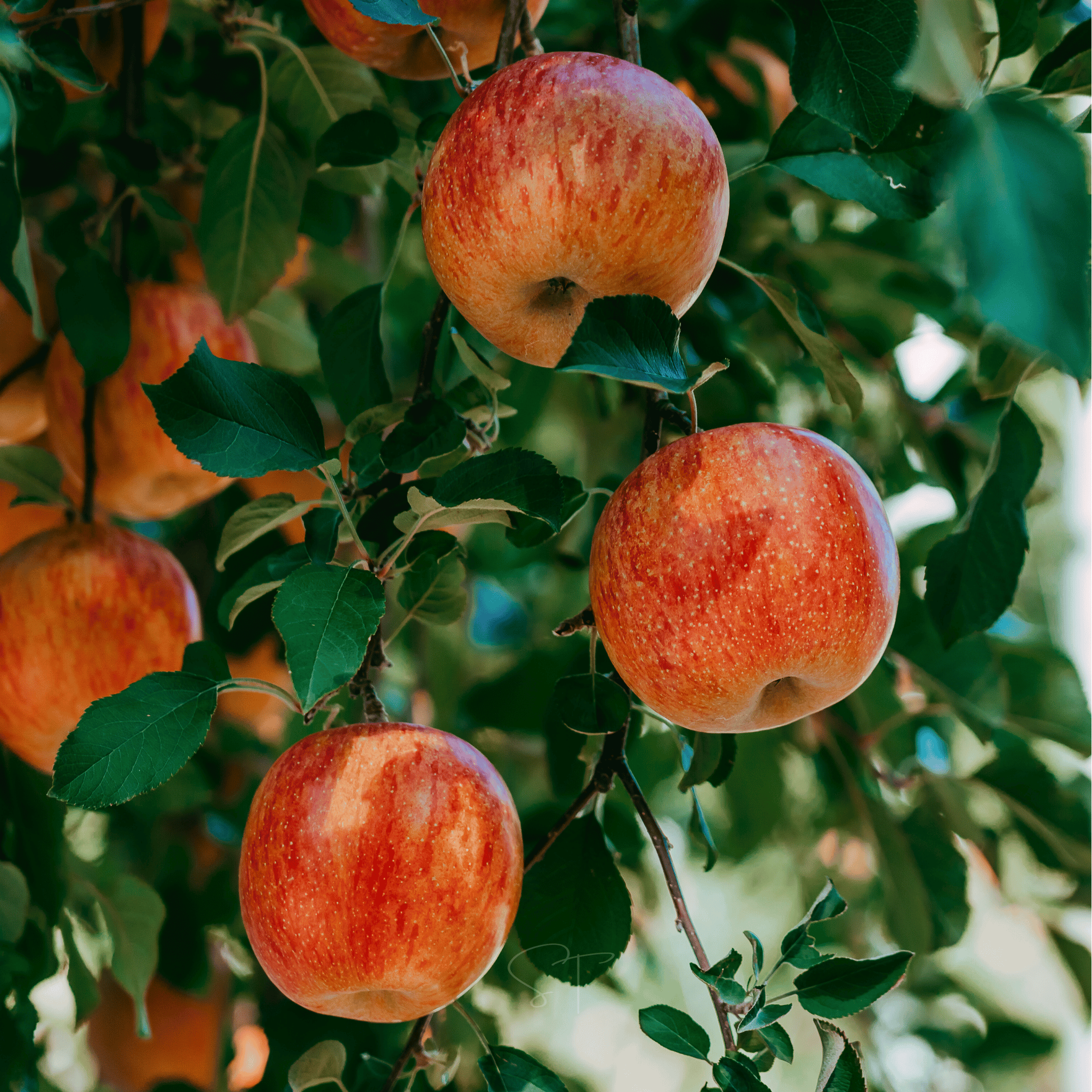 Paradise Apple Tree – 25 Seeds