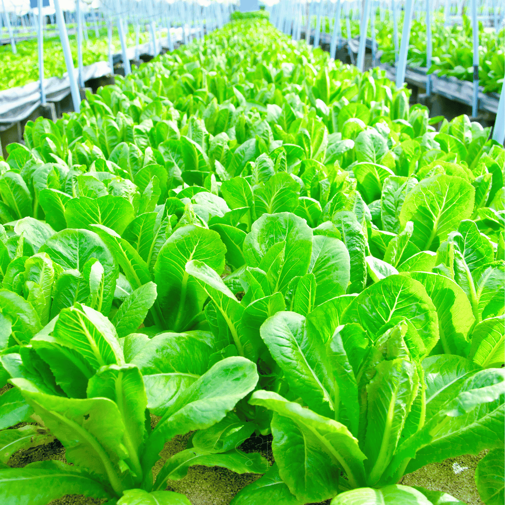 Parris Island Cos Lettuce – 500 Seeds