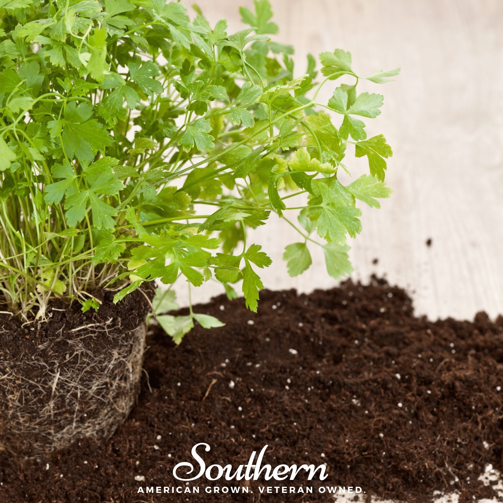 Italian Parsley – 200 Seeds