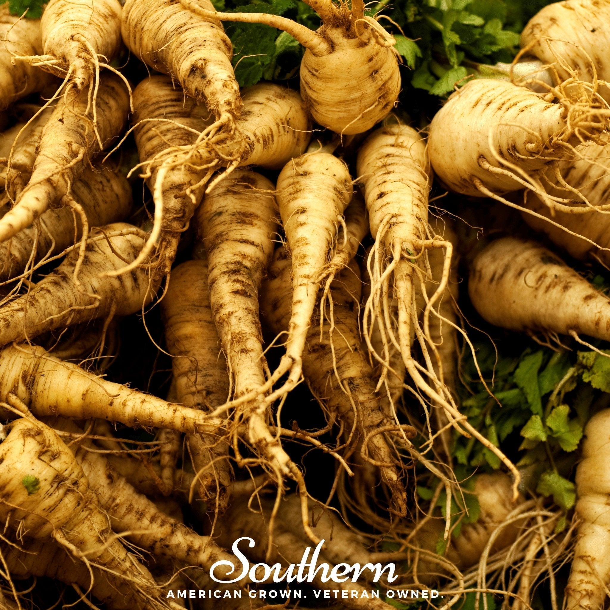 Harris Model Parsnip – 100 Seeds