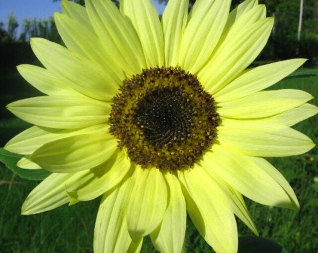 Lemon Yellow Sunflower Seeds – Soft Pastel Blooms for Gardens & Bouquets