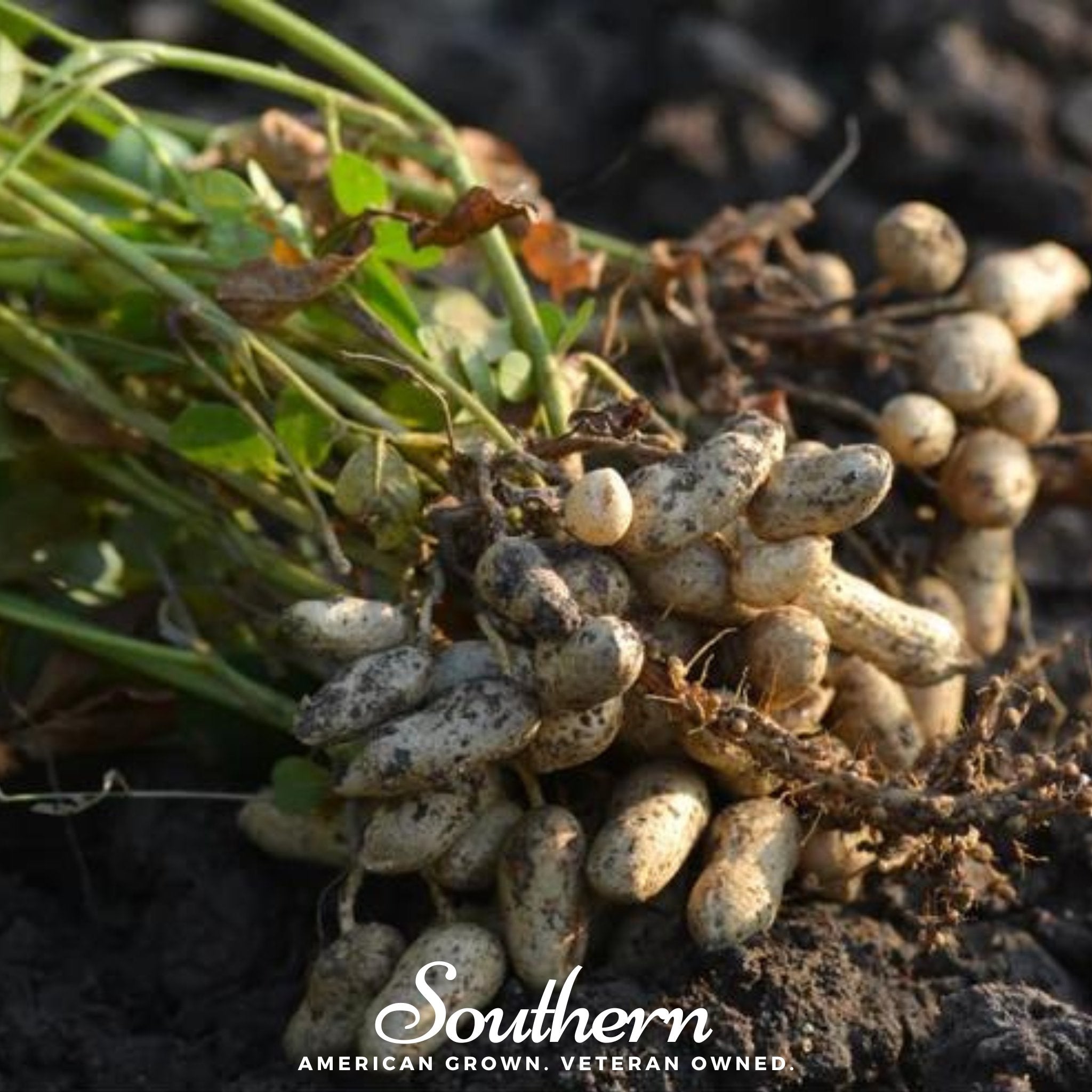 Tennessee Red Peanuts – 10 Seeds