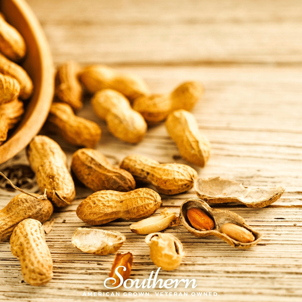 Virginia Jumbo Peanuts – 10 Seeds